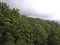 nte Cagliato-20111114 002